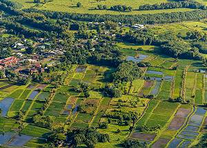 Hanalei Taro Fields