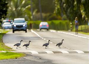 A walking community for people and Nene alike!