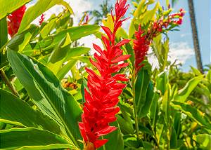 The beauty of Hawaii