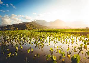 Hanalei Taro Fields
