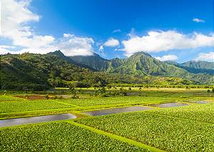 Hanalei Taro Fields