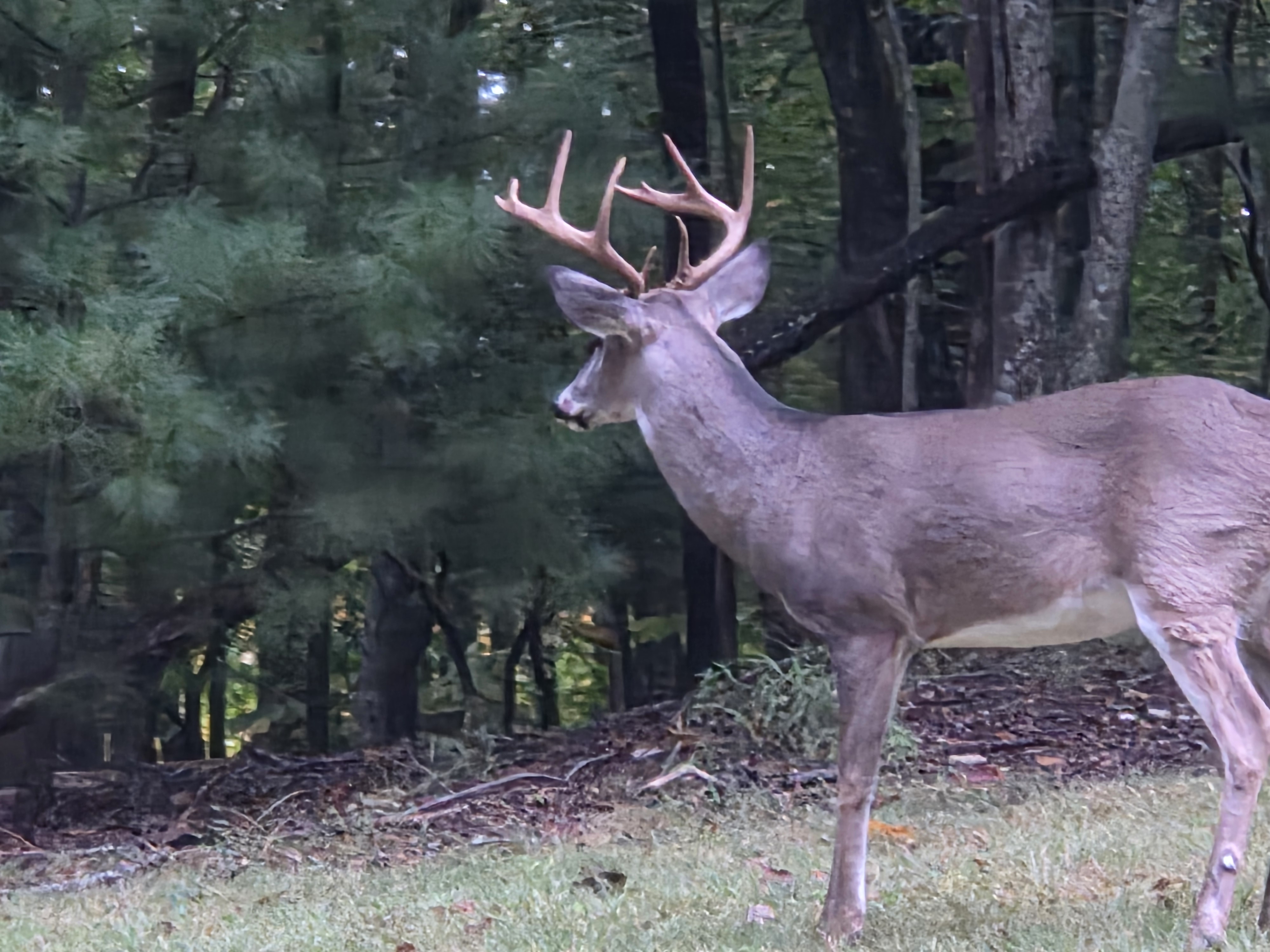 Deer Watching - Flyfishing - Porch Sitting - Pets | Photo 3