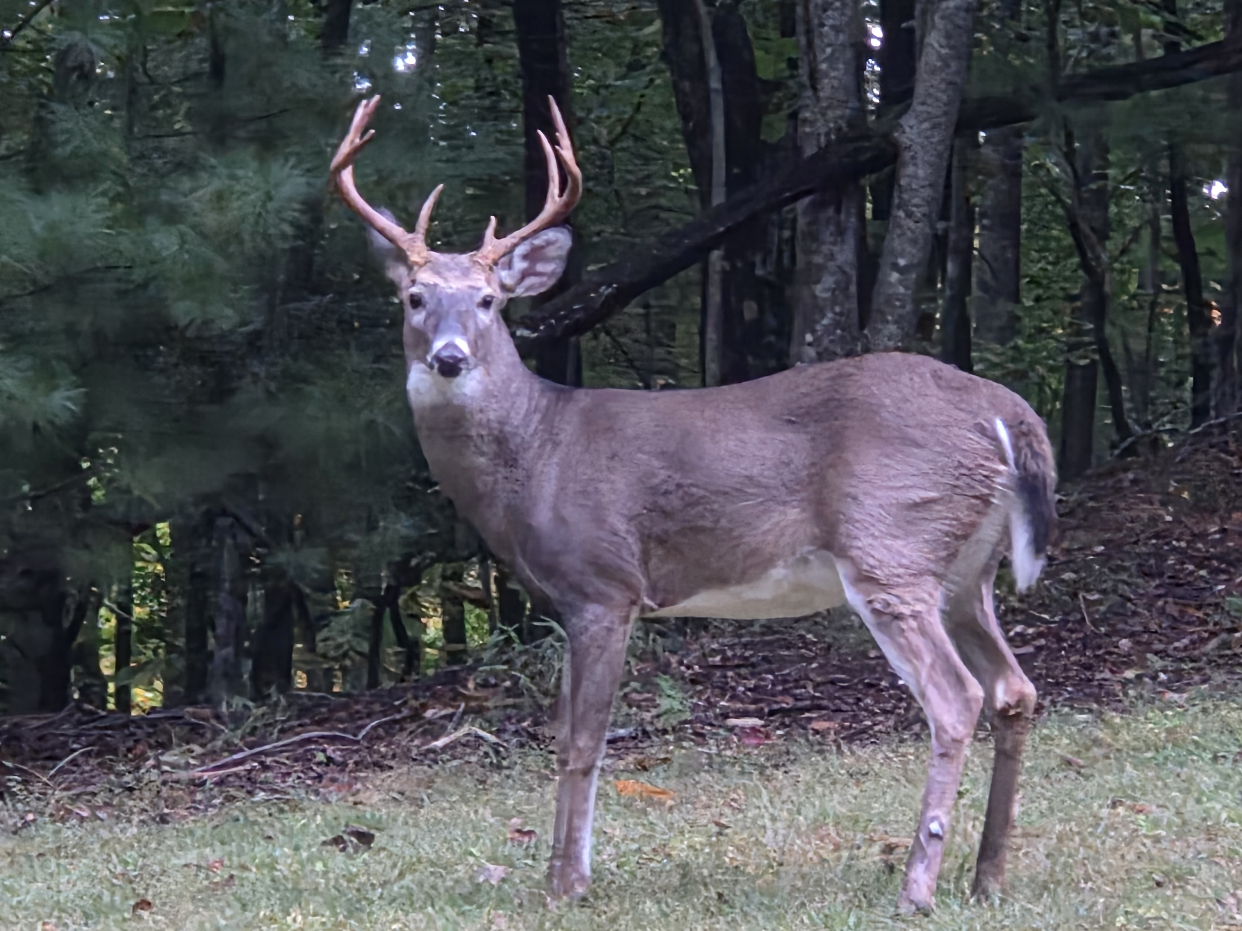 Deer Watching - Flyfishing - Porch Sitting - Pets | Photo 11