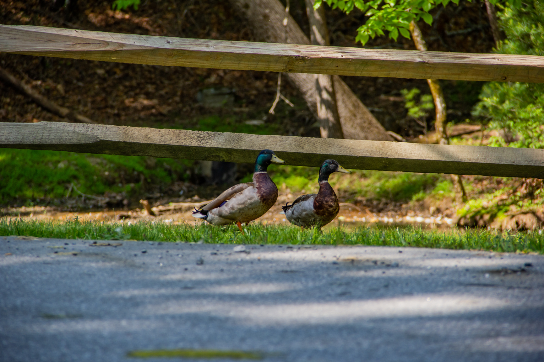 Powder Horn Community Pics