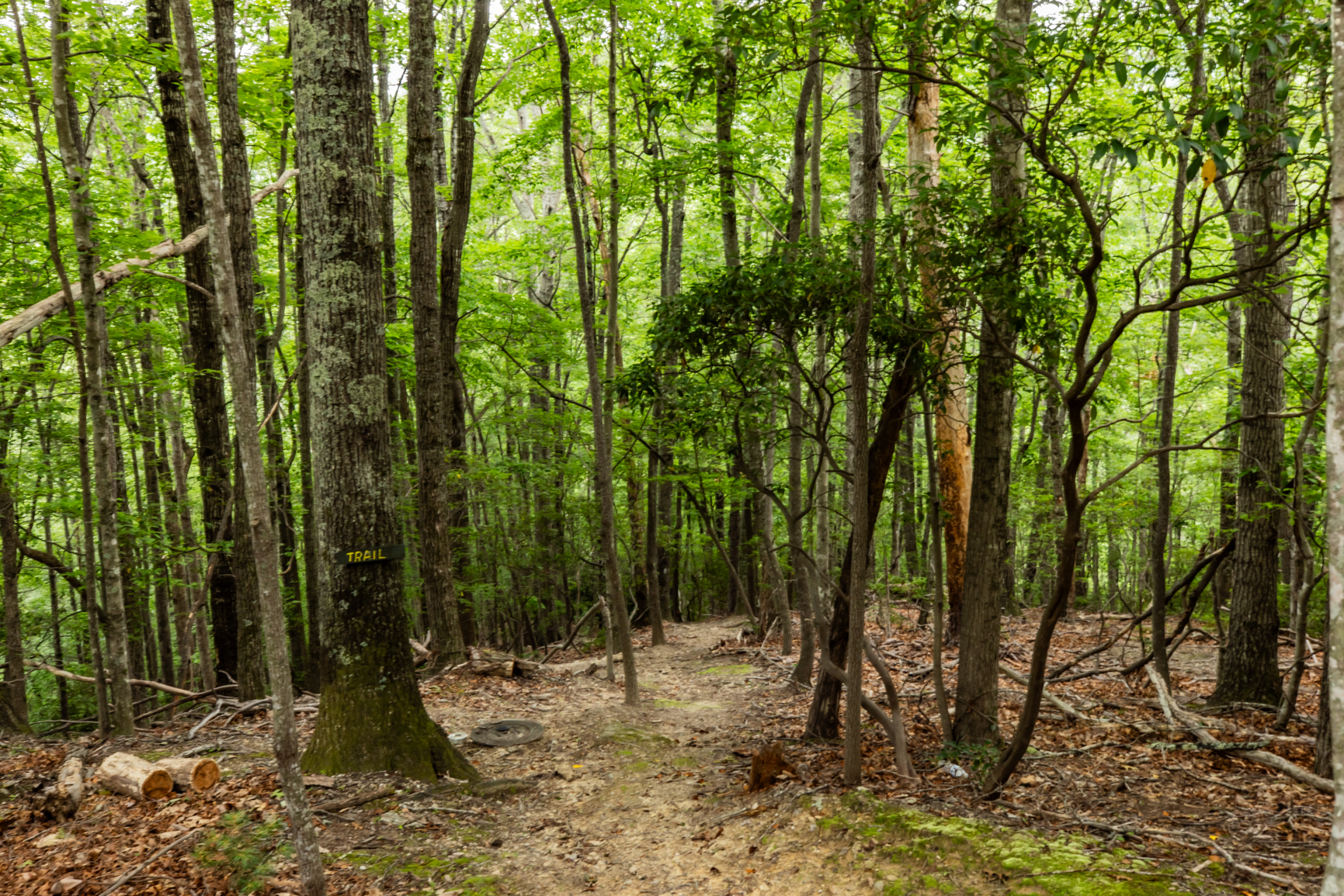 Wooded view and privacy!