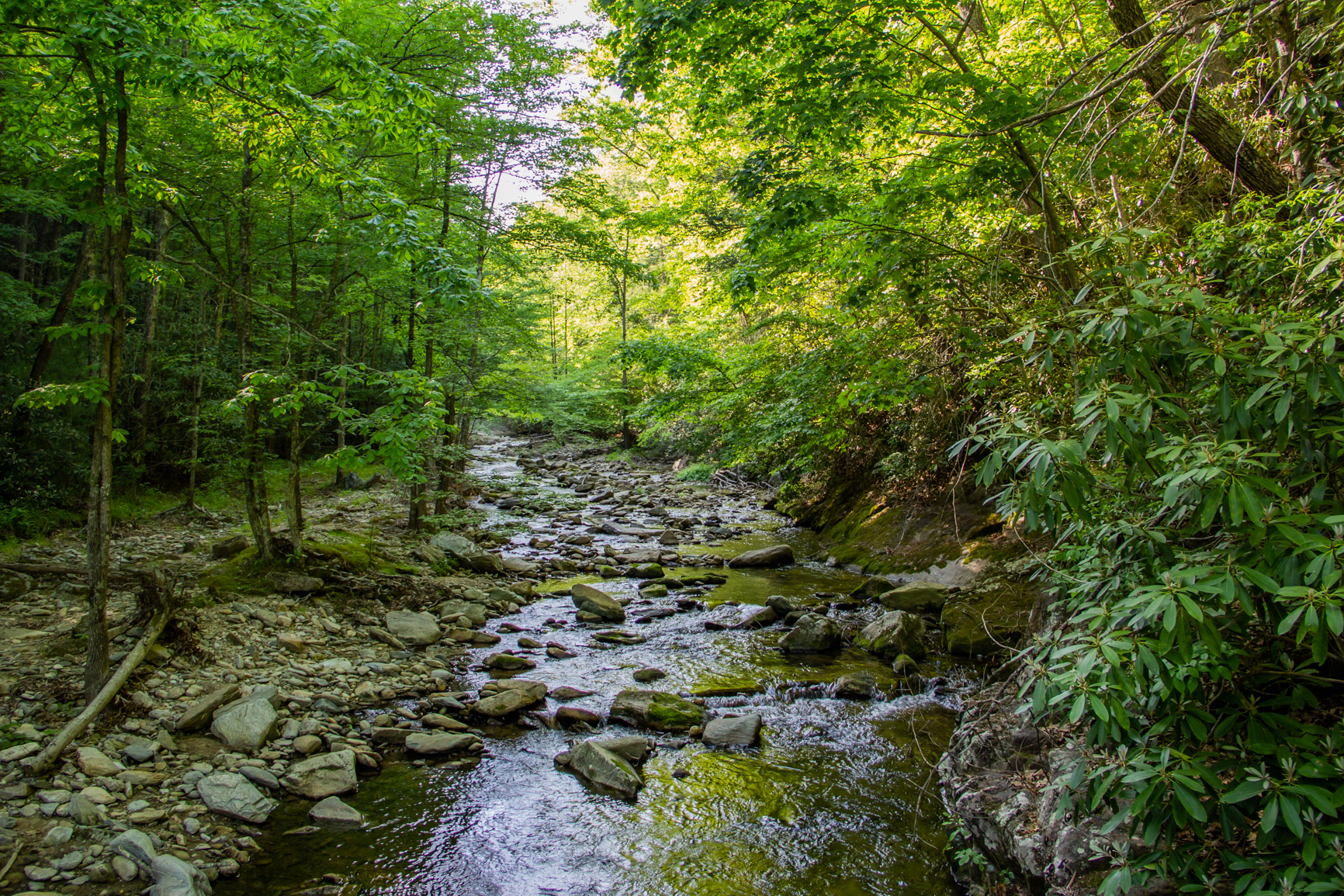Laurel Creek by the Campground