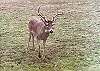 Wildlife. 