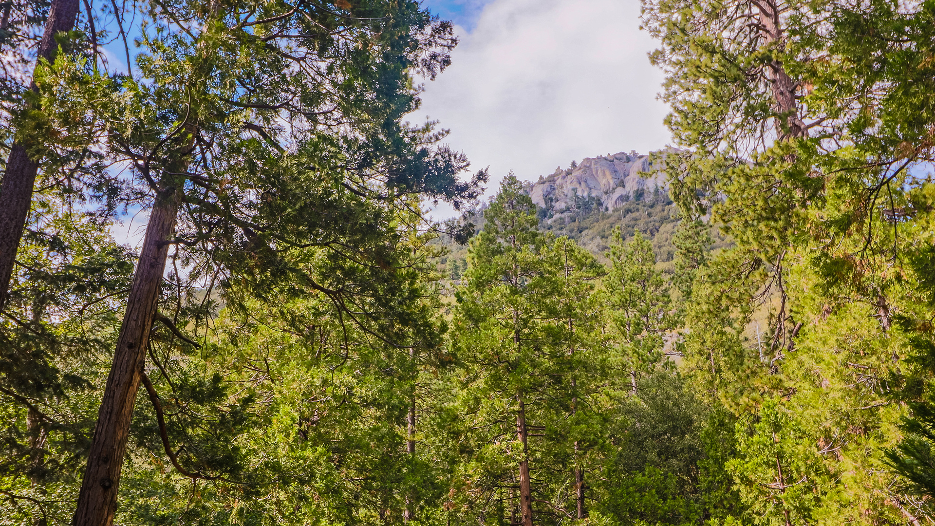 Beautiful forest views from home.-Original