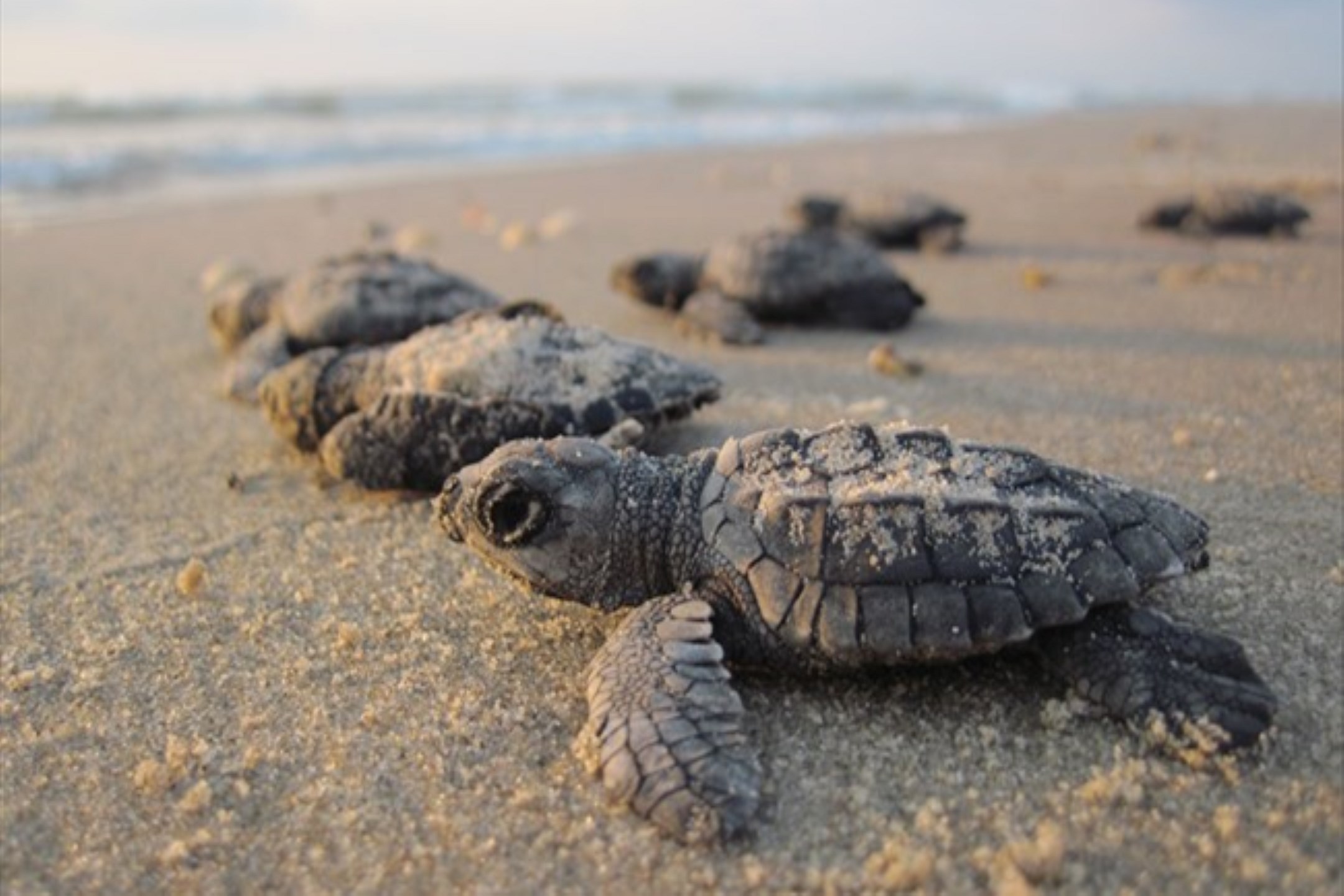 Check out the Kemps Ridley Sea Turtle releases

