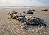 Check out the Kemps Ridley Sea Turtle releases
