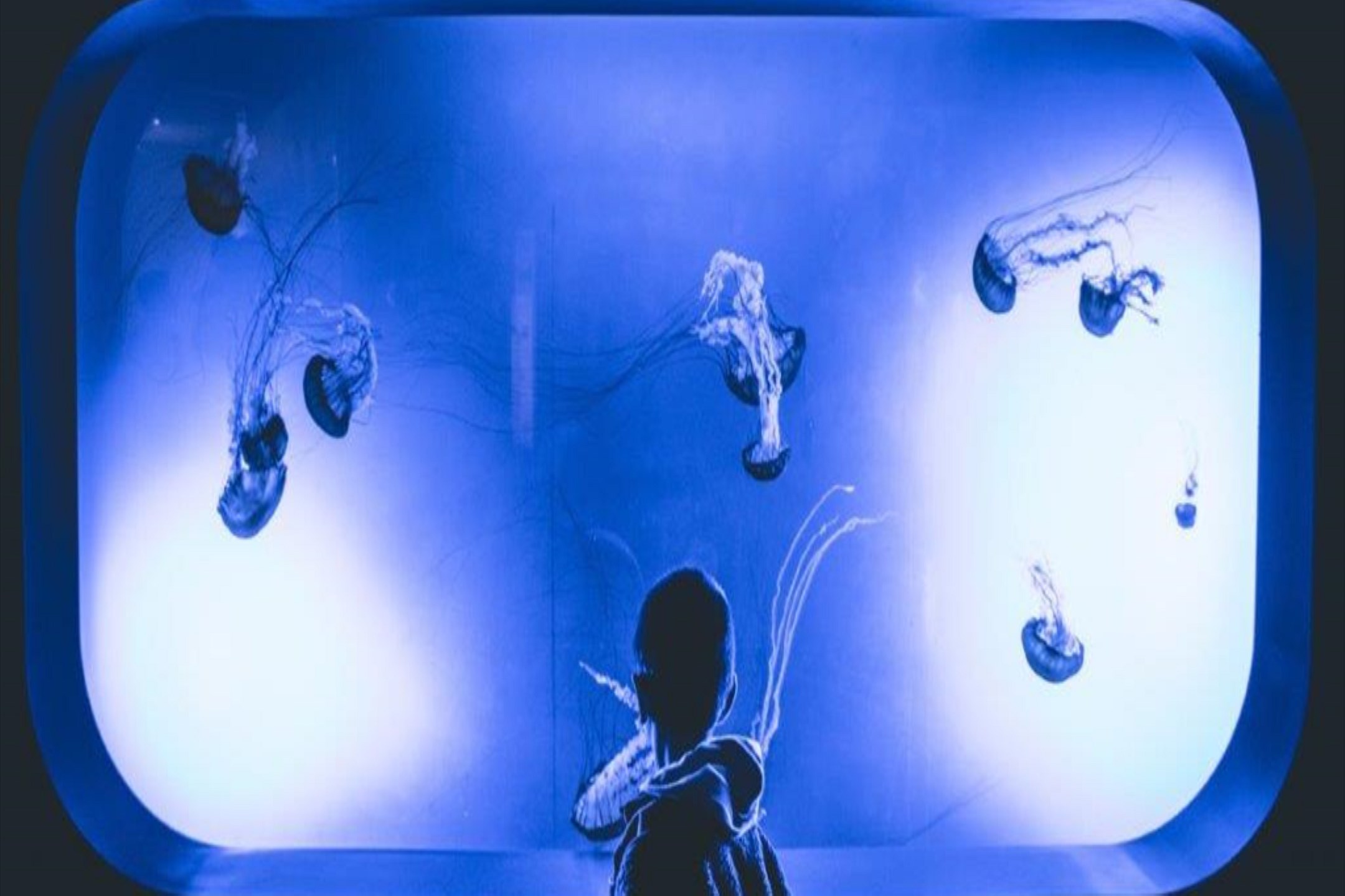  Enjoy the Texas State Aquarium
