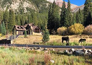 Moose