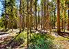 Peaceful surrounding forest