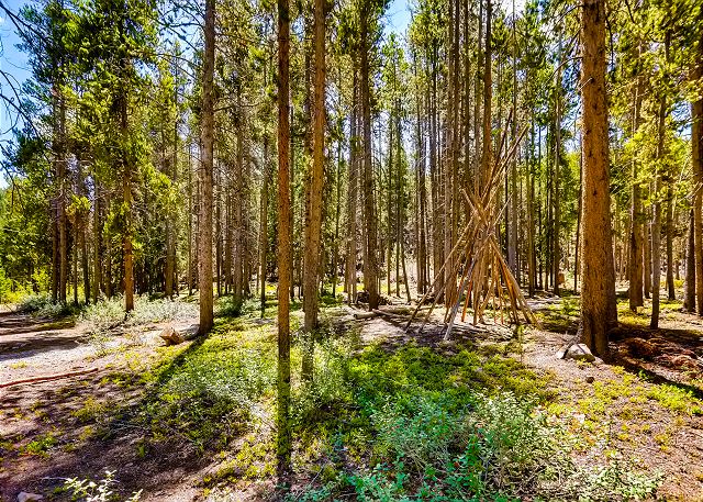 Peaceful surrounding forest