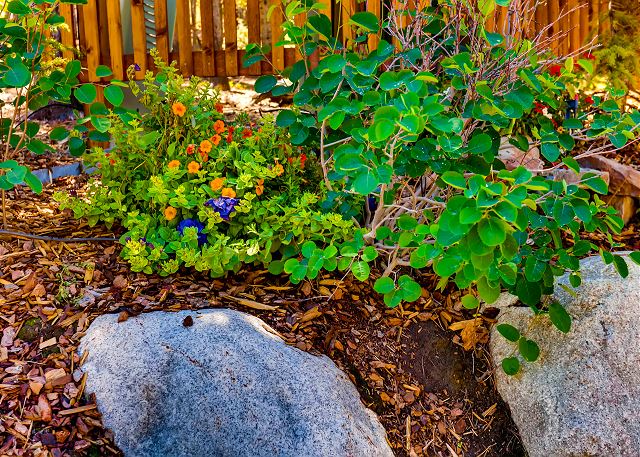 Vibrant landscaping