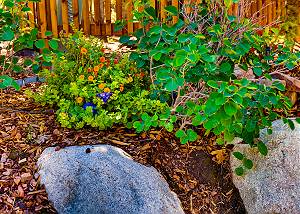 Vibrant landscaping