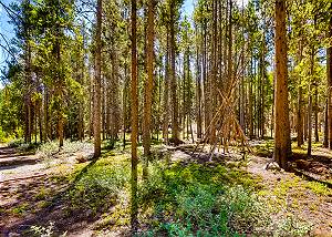 Peaceful surrounding forest