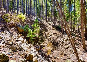 Lush forest