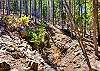 Lush forest