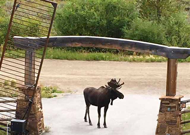 Moose hanging our under the gate entrance to Stoney