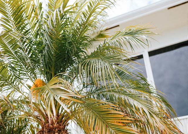 Palm Trees