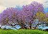 Jacaranda tree, they can grow up to 60 feet tall. Most of these trees were brought upcountry Maui in the late 1930s and 1940s by highway engineers to be planted along Kula's roadways. They can be see on highway 377