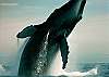 Love the Whales!