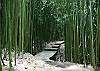 Bamboo forest, so many trails to follow.
