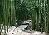 Bamboo forest