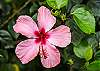 Hibiscus, Hawaii's state flower 