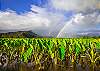 Hanalei Taro Fields