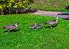 Nene family strolling Pali Ke Kua grounds