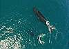 Humpback Whales Visit December Through May