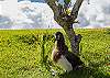 Albatross nest annually at Kamahana, this fledgling is in its nest out side the lanai