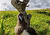 Albatross nest annually at Kamahana, this fledgling is in its nest out side the lanai