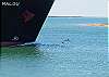 Dolphins