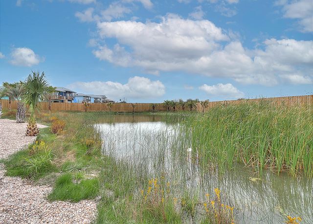 Bird Watching Pond 