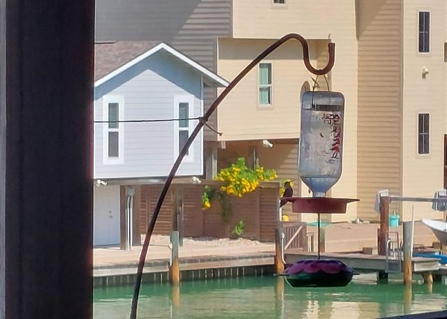 Relax outside and watch the hummingbirds !