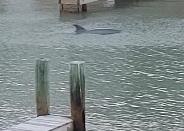 Dolphins swimming in between boat slips