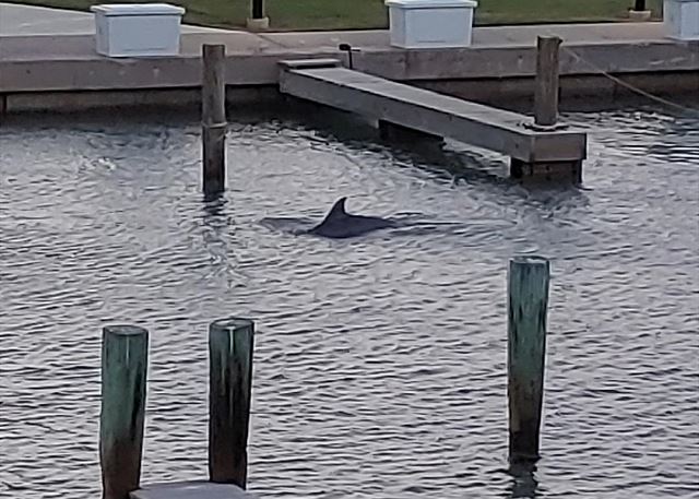 Dolphins swimming around the boat slips!