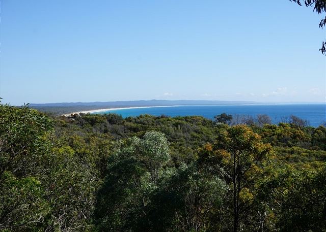 Scribbly Gums - Rainbow Beach