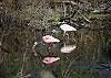 Amazing wildlife and flora at the Corkscrew Swamp Sanctuary