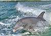 The boat shuttle to Pelican Landing's private beach often includes dolphin sightings at the Estero Bay.