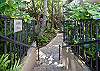 Lush, tropical foliage with zen type garden and Koi pond await you at the entrance to The Windsor Condominium.