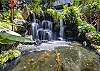 Beautiful Koi pond with waterfall.  You can sit, relax and contemplate in this lush environment.