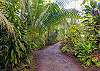 Private jungle driveway
