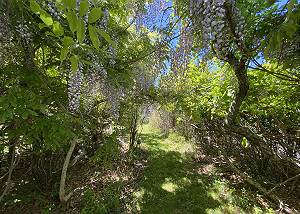 Path to beach