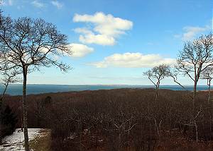 Winter Photo  Think Lush Green Trees