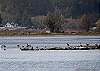 Harbor Seals and Pelicans in the Bolinas Lagoon