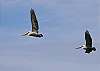 Brown Pelicans in flight